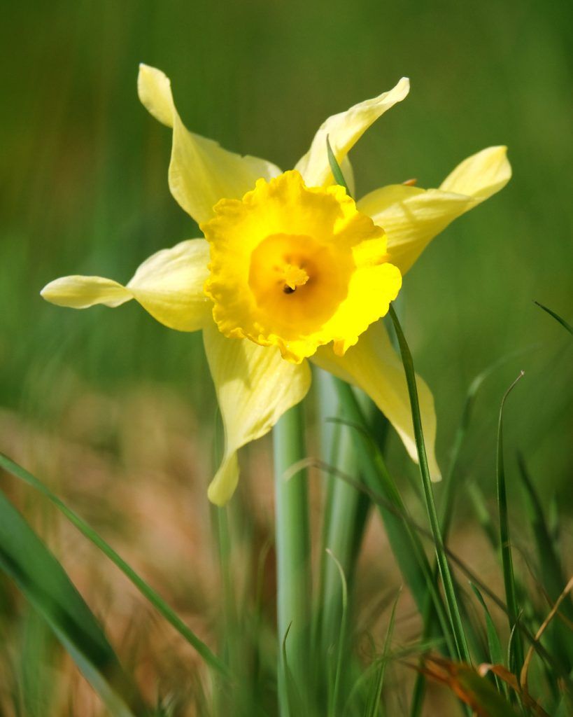 Narcisos de los Vosgos