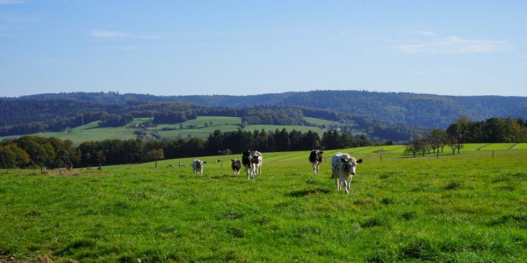 Ferme du Haut de Salmon, production de fromages au Val-d'Ajol