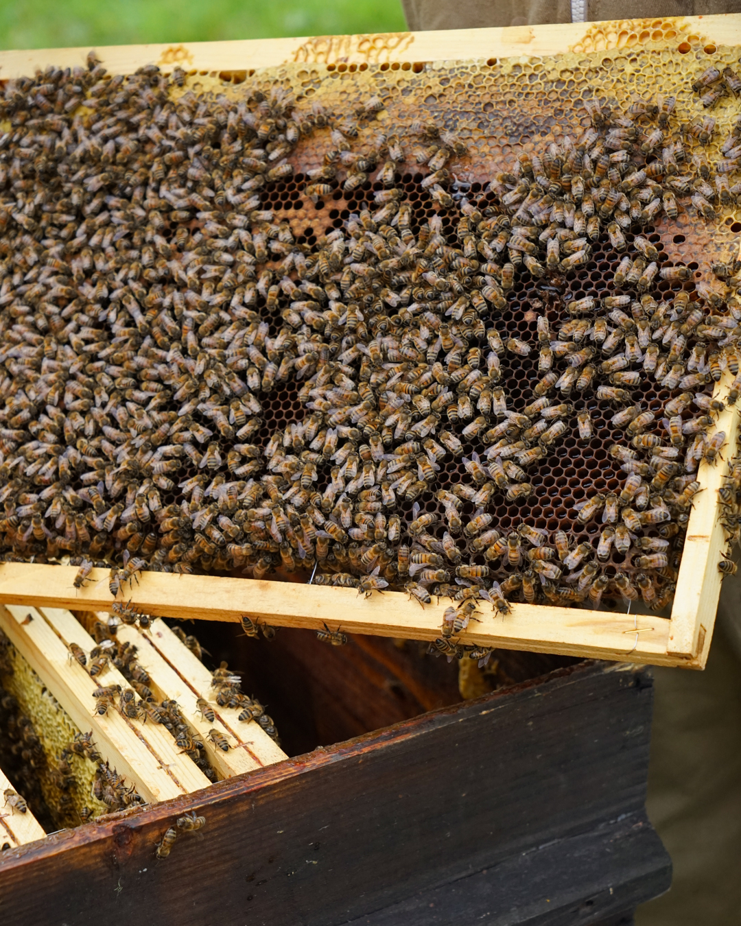 Un Rucher Journée mondiale des abeilles - À la découverte du Rucher de Launot ...