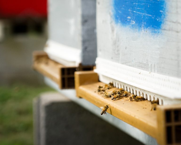 Le Rucher de Launot au Val-d'Ajol