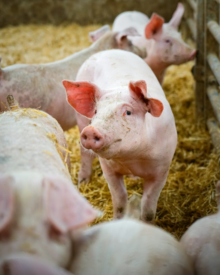 La Ferme Girmontoise au Girmont-Val-d'Ajol