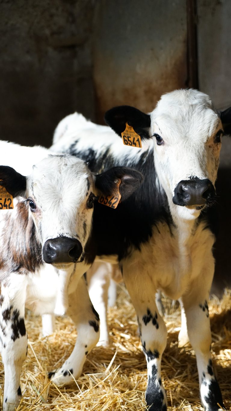 La Ferme de Reherrey à Vecoux dans les Vosges