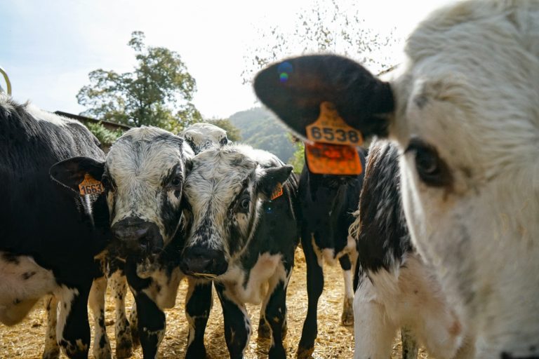 La Ferme de Reherrey à Vecoux dans les Vosges