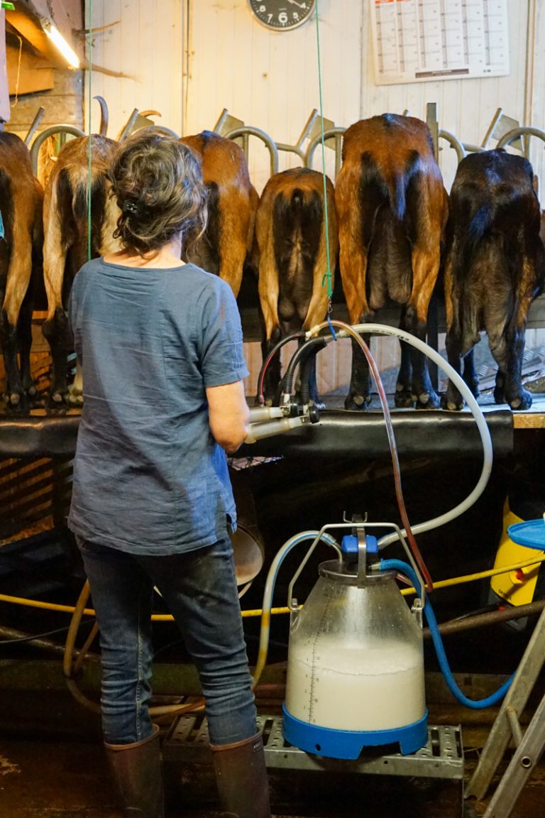 Traite des chèvres - La Chèvrerie de Méline au Val-d'Ajol