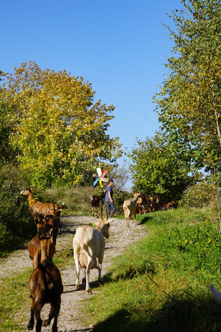 Denise Toussaint et ses chèvres en balade - La Chèvrerie de Méline au Val-d'Ajol