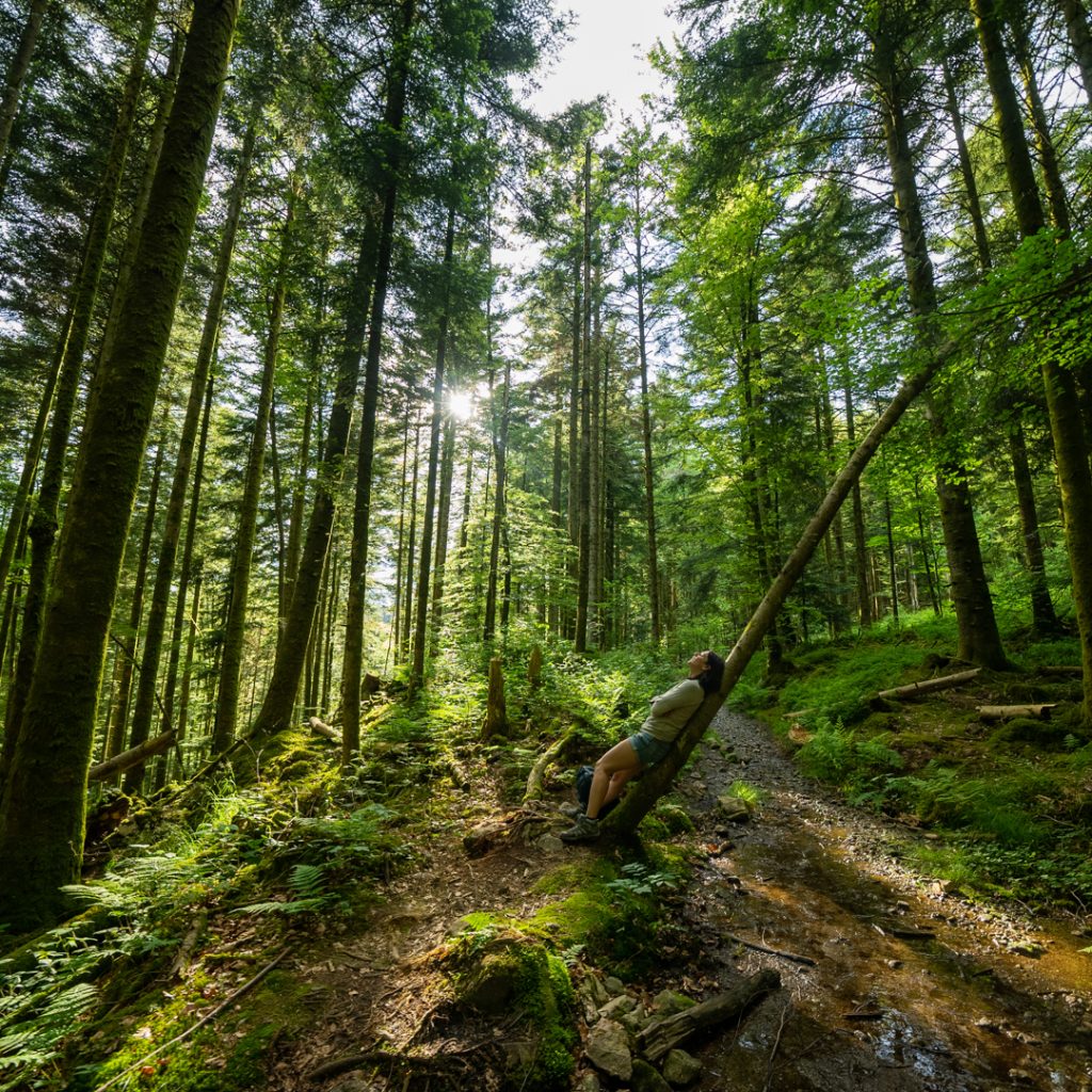 Forêt vosgienne