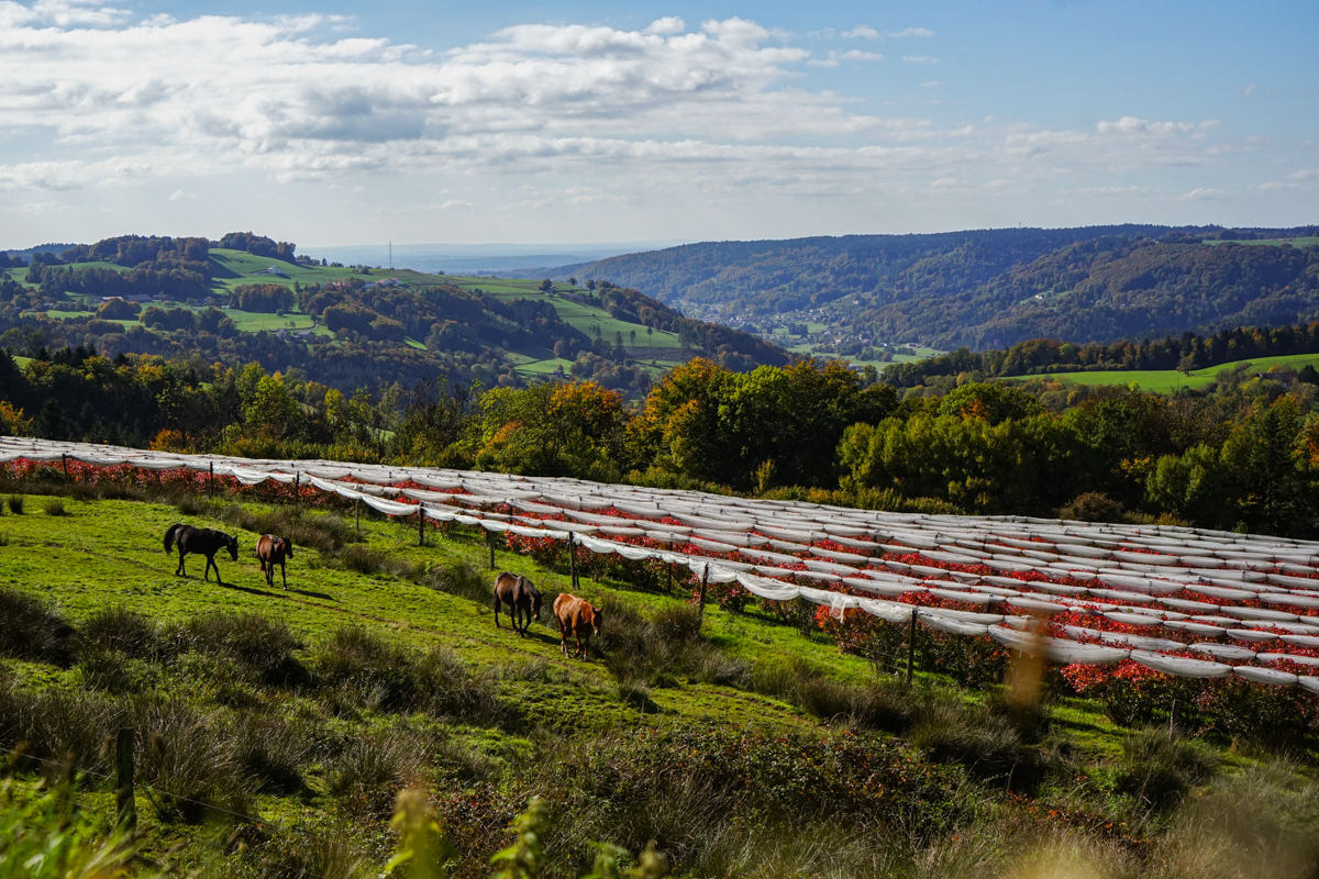 Осінь у Таємних Вогезах - Вид на волошкові поля з готелю Saint-Vallier у Жірмон-Валь-д'Ажолі