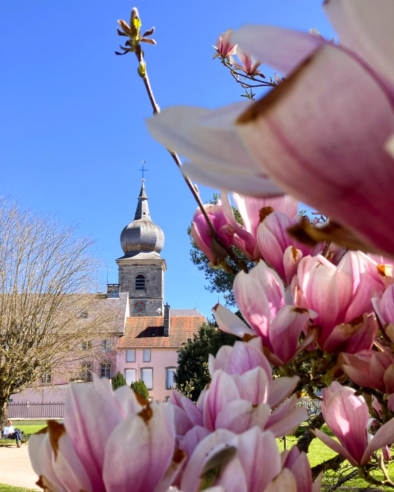 A igreja da abadia de Remiremont vista entre as flores de magnólia na primavera, no parque Monseigneur Rodhain.